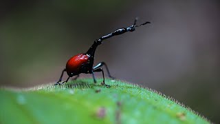 So cute : Found a Giraffe Long-Neck Beetle in the jungle (macro shot)