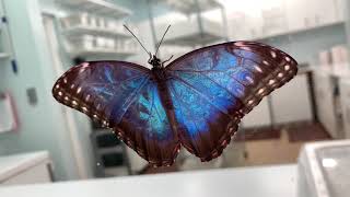 Morpho peleides - the Butterfly Palace