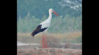 WHITE STORKS (Gujarat, India)