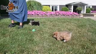 Happy Yorkiepoo Puppies