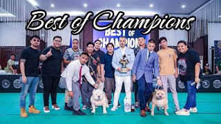 Best of Champions American Bully - Ring 2 | Euphoria in the House of Dragons Bully Show