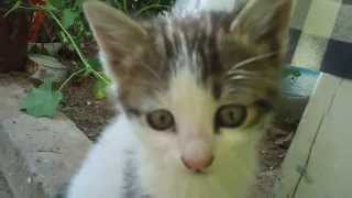 This cute cat is funny