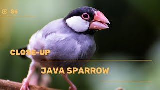 👉 S6 Java sparrow - Padda oryzivora | Orezari