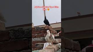 Aaj sare kabutar upper wali cht per bitha diye 😍 #shorts #pigeon #kabutar #birds #status #viralshort