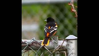 Quick Oriole Call Perched On a Fence - Bird Calls and Sounds - #shorts