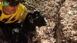 Helping a sheep stuck in a swamp