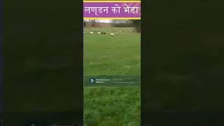 लण्डनको भेडाहरु  (चौर मा)