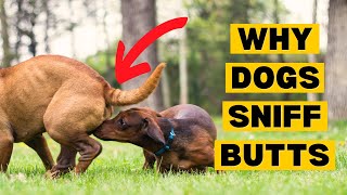 Why Do Dogs Smell Each Others BUTTS?