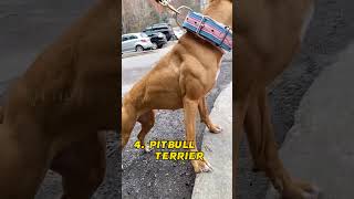 Top 7 Fighter Dog Breeds in the World 😱🔥 #shorts