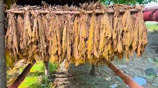 Cultivation of tobacco | tobacco farming | farmers | تمباکو کاشتکاری | farming in Swat Pakistan