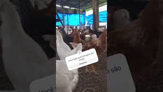 Você conhece de galinhas? Que linhagem são essas? #agro #galinha #chicken #roça