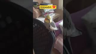 #trending #muhabbetkuşu #cockatil #birds #cockatel #coctailbird #smartphone