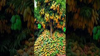 Mango Grafting Unique Technique/Amazing grafting mango plant with result #shorts #viral #garden