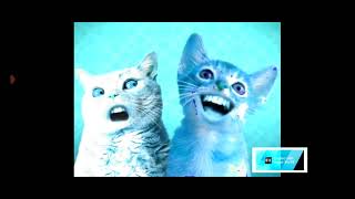 numa cat slow voice 6