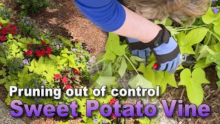 Pruning Runaway Sweet Potato Vine