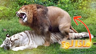 ماذا لو تزاوج الأسد والنمر ؟ نتائج غير متوقعة ومثيرة للدهشة !