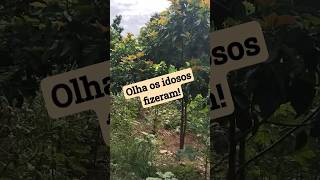 Idéia genial, os nossos velhinhos estão de parabéns! #viral #curiosidades #nature #brasil #shorts