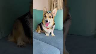 МЫ С ЛУНОЙ ЗАПУСТИЛИ ИГРУ, В КОТОРОЙ МОЖНО ВЫИГРАТЬ КЛАССНЫЕ ПРИЗЫ #dog #corgi #pet