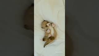 Angry Dog Lying on bed