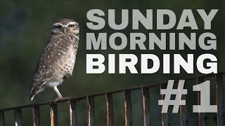 Sunday Morning Birding #1