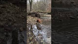 River! Play day! #youtubeshorts #shorts #dog #river #likeariver