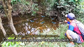 Nekat.. Mancing ikan cupang liar DI HUTAN Dapat Besar-besar