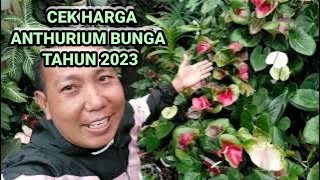 HARGA TERBARU ANTHURIUM BUNGA 2023