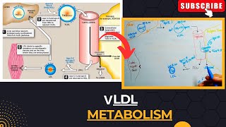 VLDL Metabolism | Metabolism of Very Low Density Lipoproteins | Lipid Metabolism