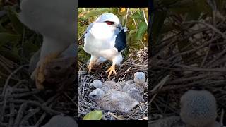 Black-Winged Kite Bird, A Species of Hawk's, Scientific name Elanus Caeruleus