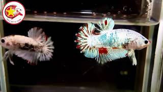 TOP 8 MOST BEAUTIFUL FANCY BETTA FISH EVER! (From Gold Betta Farm)