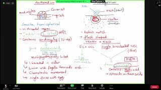 PLANT DIVERSITY L-6 || COMPLETE BOTANY|| FOR CEE UG || FOR MBBS,B.NURSING,BDS,& PARAMEDICAL√√