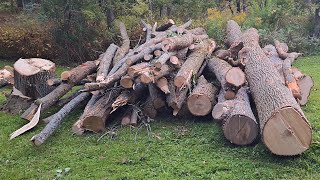 #4 Cutting up some Ash firewood and a quick kindling update