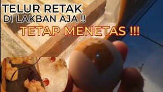 TELUR AYAM RETAK !!, APA BISA MENETAS ?