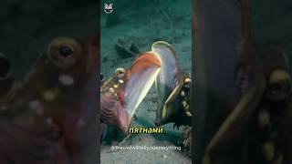 Осторожно, Морская щучья собачка! #shortvideo #шортс #fishdog #fish #animals #животные