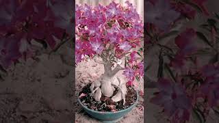 adenium plants#shorts #reels