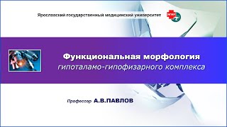 Функциональная морфология гипоталамо-гипофизарного комплекса