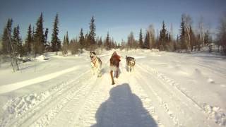 Qimmiq Kennels Skijor with The Mushing Song