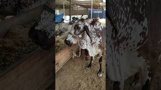 Cow Eating Time Viral #cow #shorts #youtubeshorts