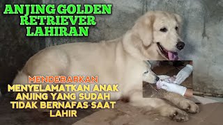 Perjuangan Induk golden retriever demi puppies yang lucu