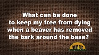 Q&A – What can be done to save a tree after a beaver has removed the bark?