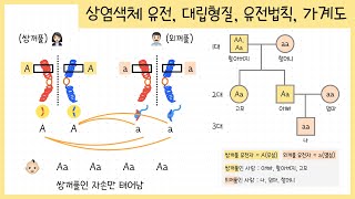 [중3 생식과 유전] 5강.상염색체 유전 | 우성과 열성 | 유전법칙 (우열의 원리, 분리의 법칙, 독립의 법칙) | 가계도 해석하기👶🏻🧬👦🏻