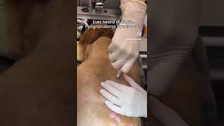 Rare dog skin syndrome #short  #vet #vetcare #dog