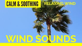 Relaxing Wind Sounds - 3 HOURS - Nature Sounds - Relaxing and Calming - For Meditation, Sleep, Study