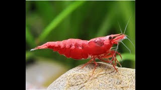 30-Minutes of Red Cherry Shrimp Tranquility