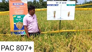 807 Plus Hy paddy Farmer Review At South Gujrat