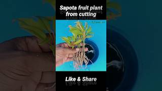 Sapota fruit plant from cutting #shorts #gardening #viral #youtubeshorts