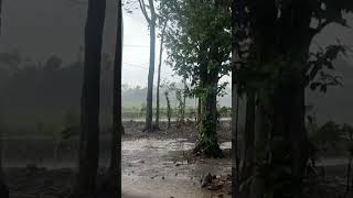 A Refreshing Monsoon Day in the #Village, Where #Rain, #Thunder, and #nature Unite in Symphony #asmr