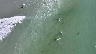 Sup surfing with dolphins