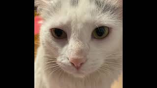 Cute Kitten Videos ! #cutekitty #cuteanimal #cutepet #cute