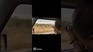 Lions in Kruger National Park, South Africa 🇿🇦